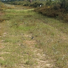 Aphelocoma coerulescens