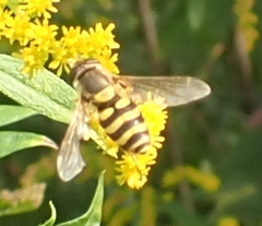 Syrphus ribesii