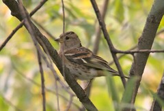 Fringilla montifringilla