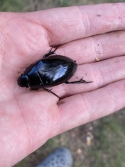 Hydrophilus aterrimus