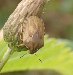 Eurygaster testudinaria