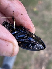 Hydrophilus aterrimus