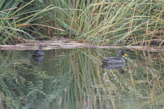 Anas undulata undulata