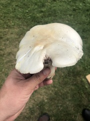 Agaricus