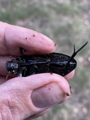 Hydrophilus aterrimus