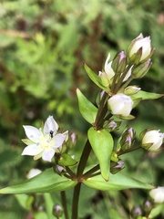 Swertia macrosperma