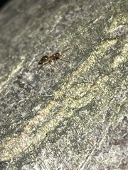 Prenolepis imparis