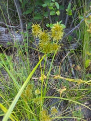 Cyperus