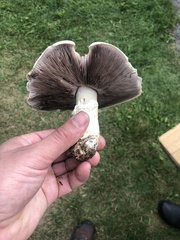 Agaricus