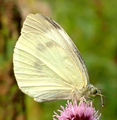 Pieris