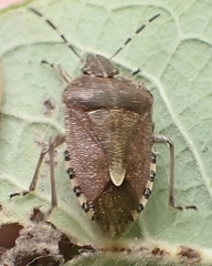 Dolycoris baccarum