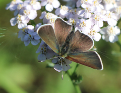 Lycaena tityrus