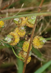 Rhopalomyia tanaceticola
