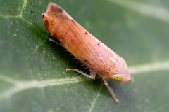 Synophropsis lauri