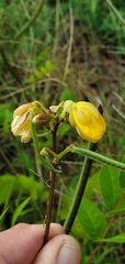 Senna occidentalis