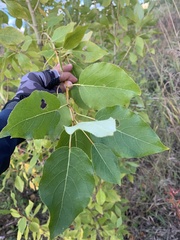 Populus × sibirica