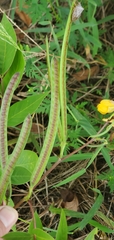 Senna occidentalis
