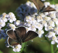 Lycaena tityrus