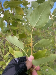 Populus × sibirica