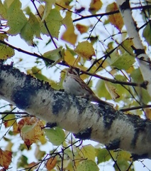 Emberiza rustica