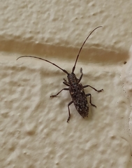 Monochamus carolinensis