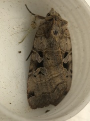 Xestia normanianus