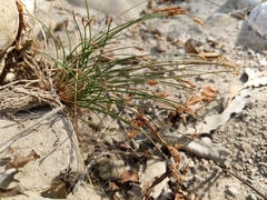 Eleocharis parishii
