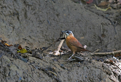 Pellorneum capistratum