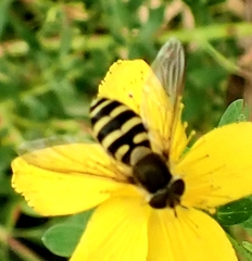 Syrphus ribesii