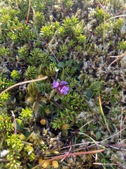 Thymus praecox britannicus
