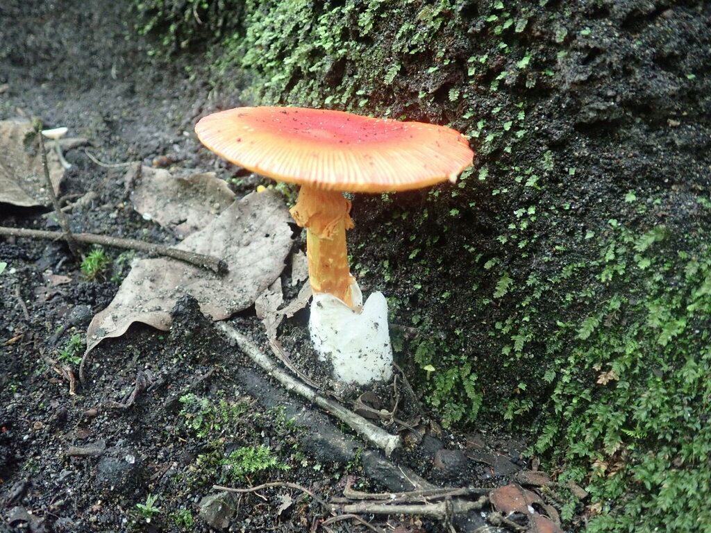 Amanita caesareoides · September 2022 · photo: © tokue (iNaturalist, cc-by)