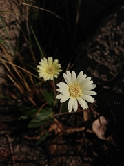 Gerbera viridifolia