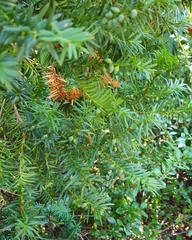 Taxus baccata
