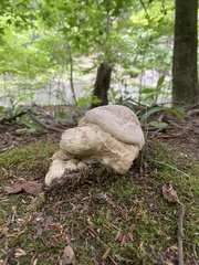 Entoloma abortivum