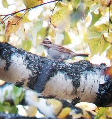 Emberiza rustica