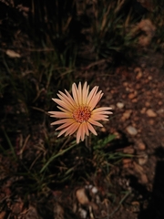 Gerbera viridifolia