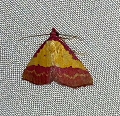 Phytometra rhodarialis