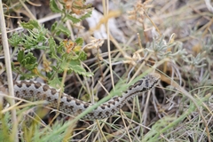Vipera ursinii