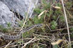 Vipera ursinii