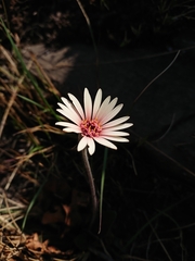 Gerbera viridifolia