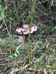 Agkistrodon contortrix