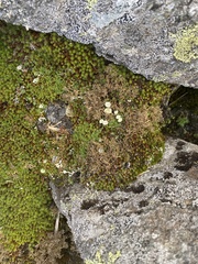 Cladonia pyxidata