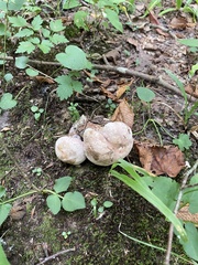 Entoloma abortivum