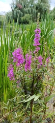 Lythrum salicaria