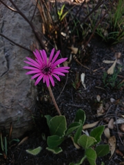 Gerbera viridifolia