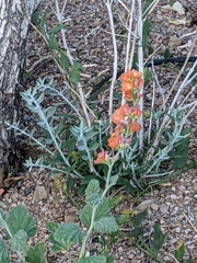 Sphaeralcea ambigua