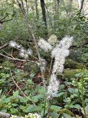 Actaea racemosa
