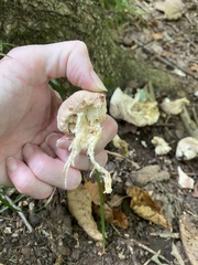 Entoloma abortivum