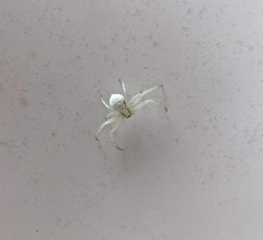 Misumena vatia