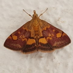 Pyrausta aurata